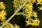 Yellow Spring bedstraw 